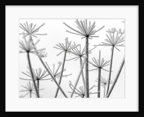 Frosty cow parsley by Assaf Frank
